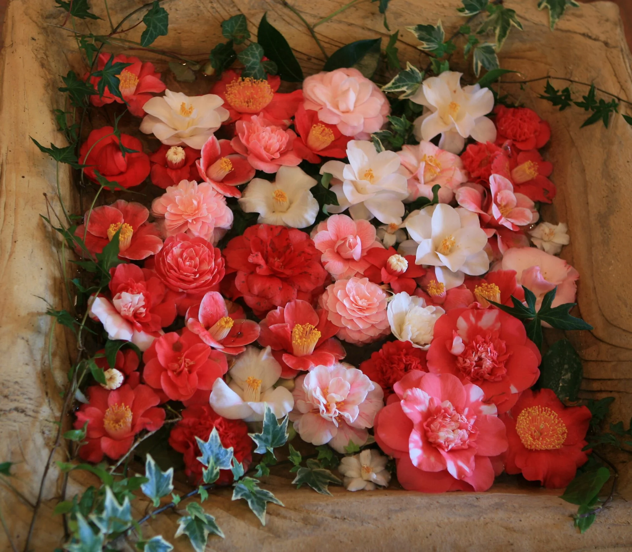 Ausstellung: Kamelienblüte in den Glashäusern