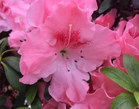 Ausstellung: Frühlingsblüte mit Azaleen