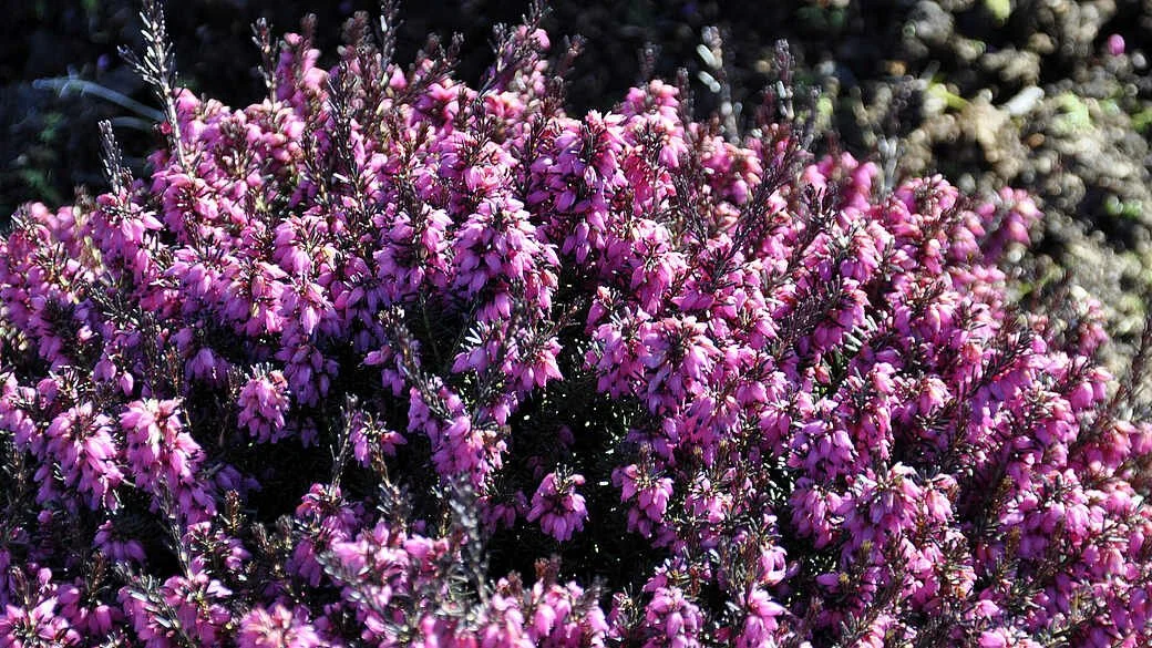 Sonderöffnung: Winterheide im Park der Gärten