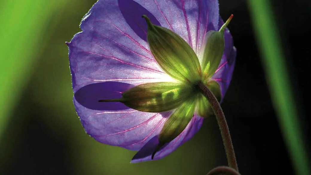 Aktion: PflanzenWELTEN im Park der Gärten