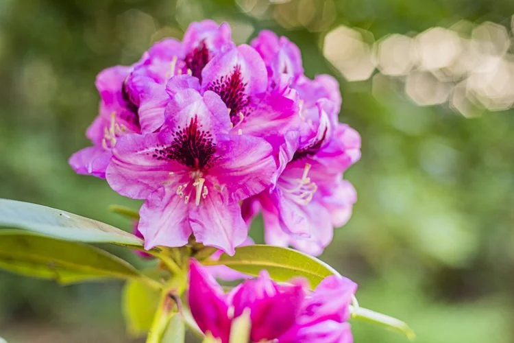 Aktion: Rhododendronpark-Fest im Rhododendron-Park Graal-Müritz
