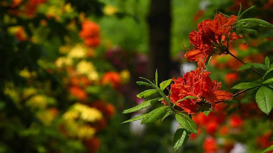 Rhododendron und ihre Begleiter im Park der Gärten