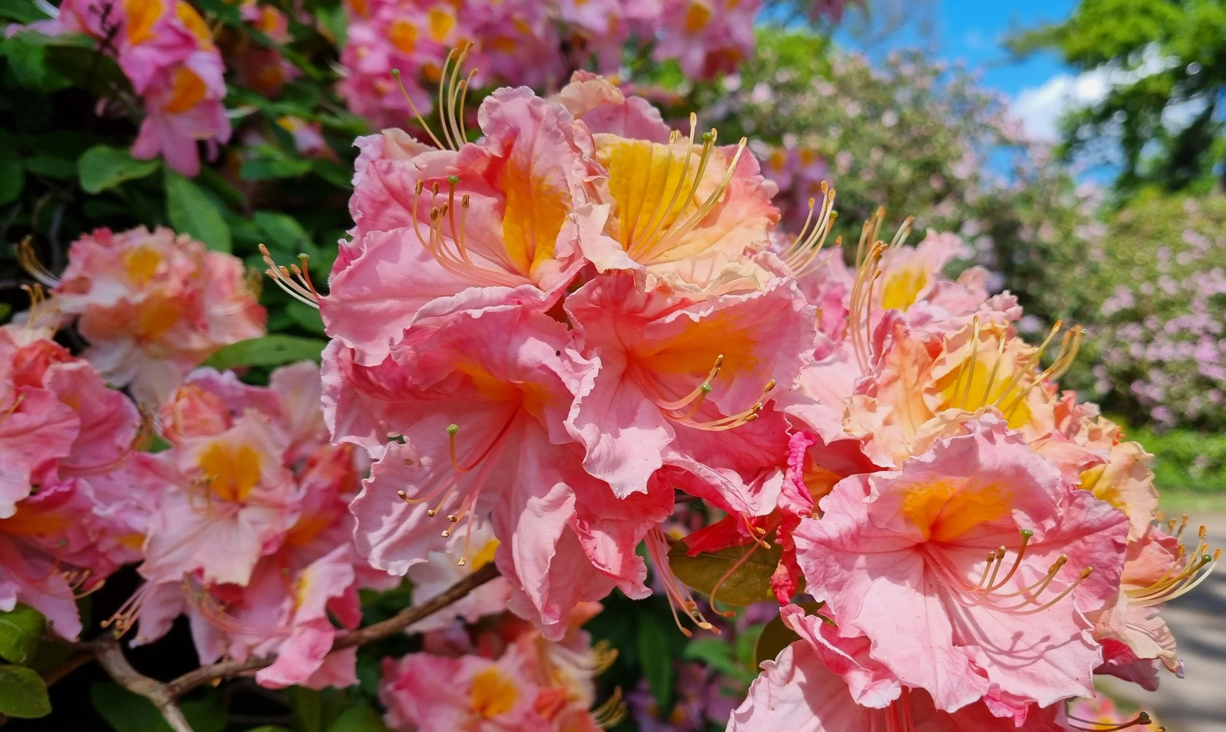 Aktion: 60. Park- und Blütenfest im Rhododendron-Park Kromlau