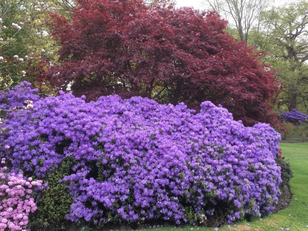 Gartenbesuch: Rhododendron und Immergrüne im Garten von Reiner und Heidrun  Ludwig