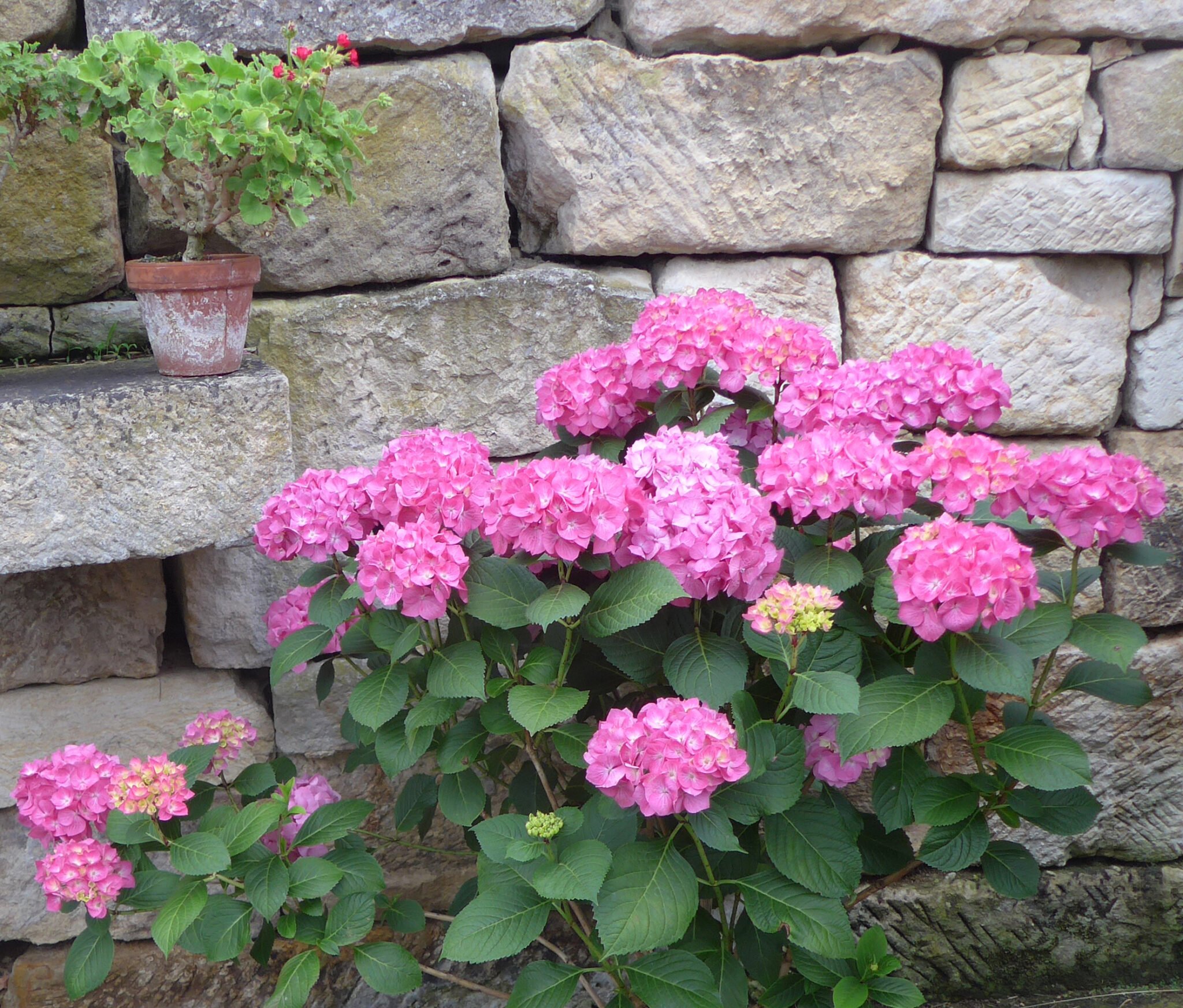 Ausstellung: Hortensien - die große Sommerblüte im Park