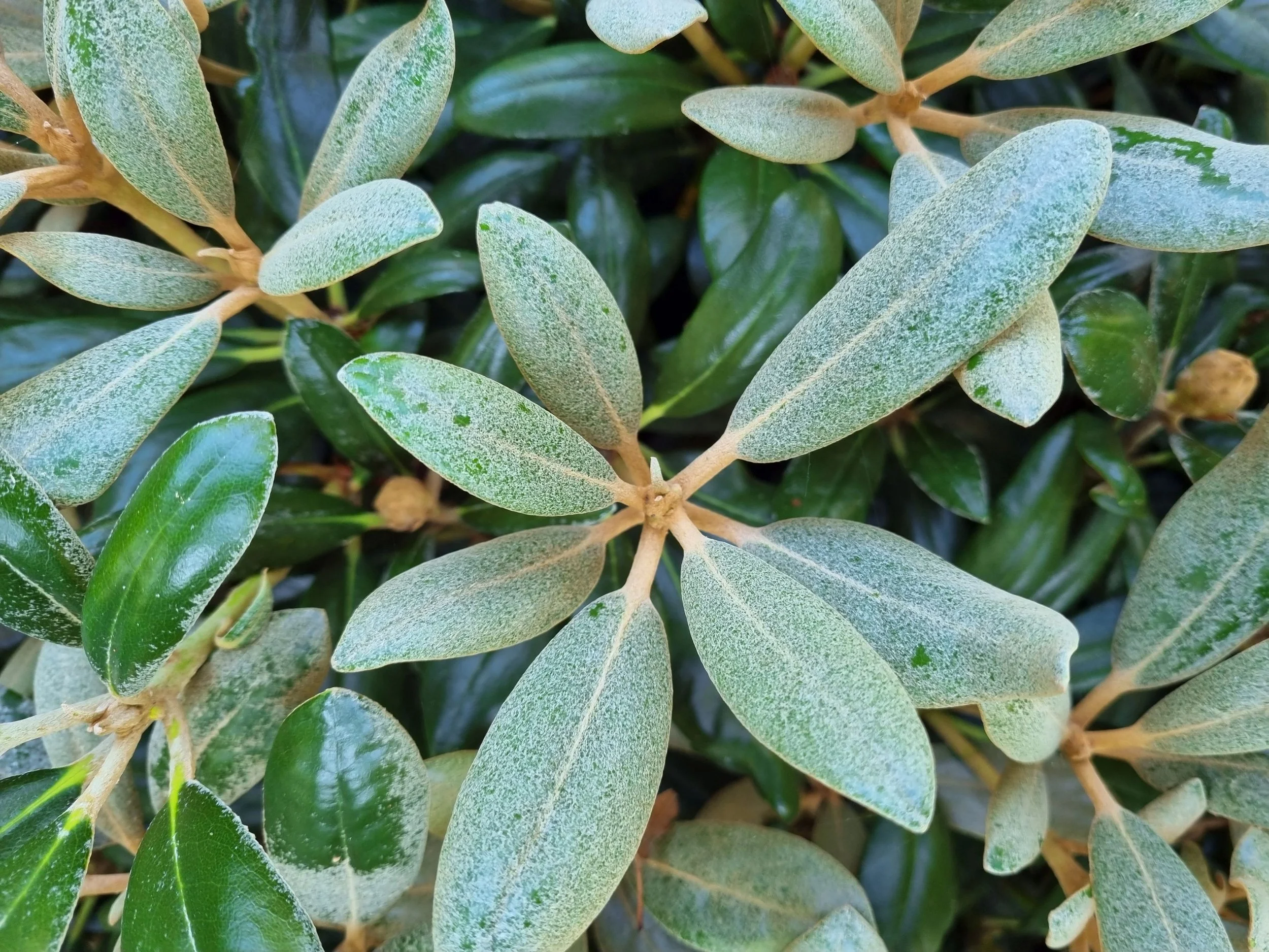 Führung: Laubschöne Rhododendron, Hortensien und Klimabäume