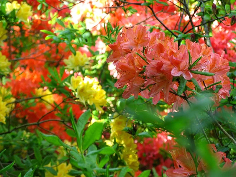 Führung: Rhododendron-Park Hutberg, Kamenz: Historie und aktuelle Situation
