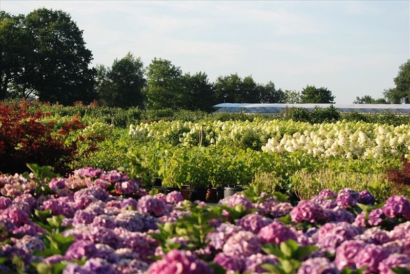 Exkursion: Besuch der Baumschule  Rosskamp