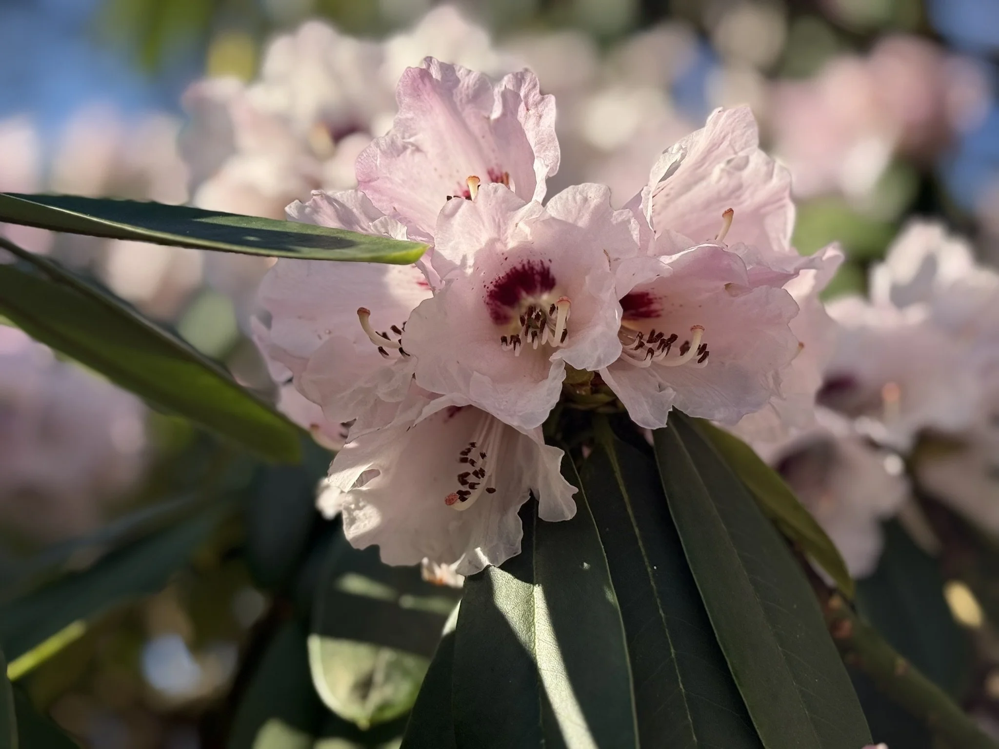 Führung: Blüte der frühen Rhododendron-Arten und -Sorten