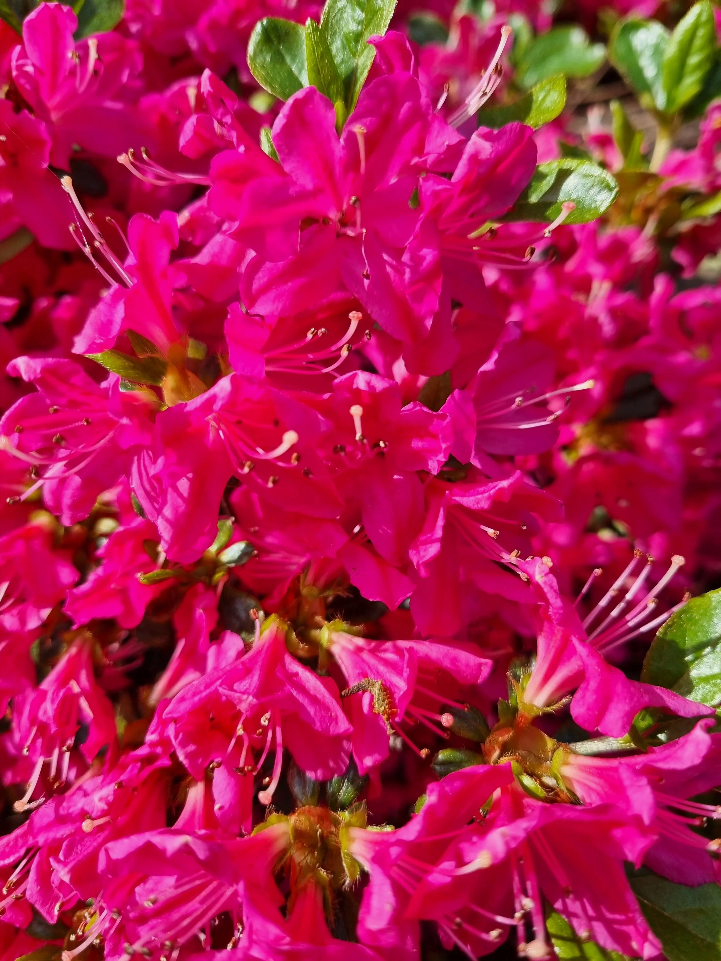 Führung: Rhododendron und Azaleen in  voller Blüte