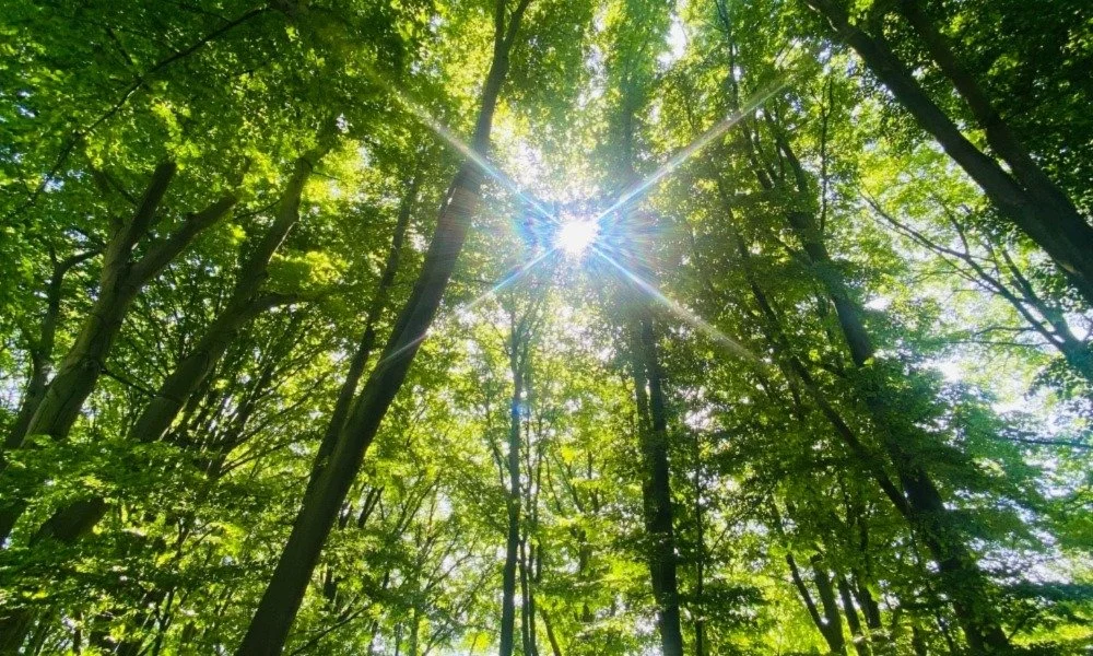 Führung: Was macht den Wald zum Wald? Antworten entdecken im Rhododendron-Park