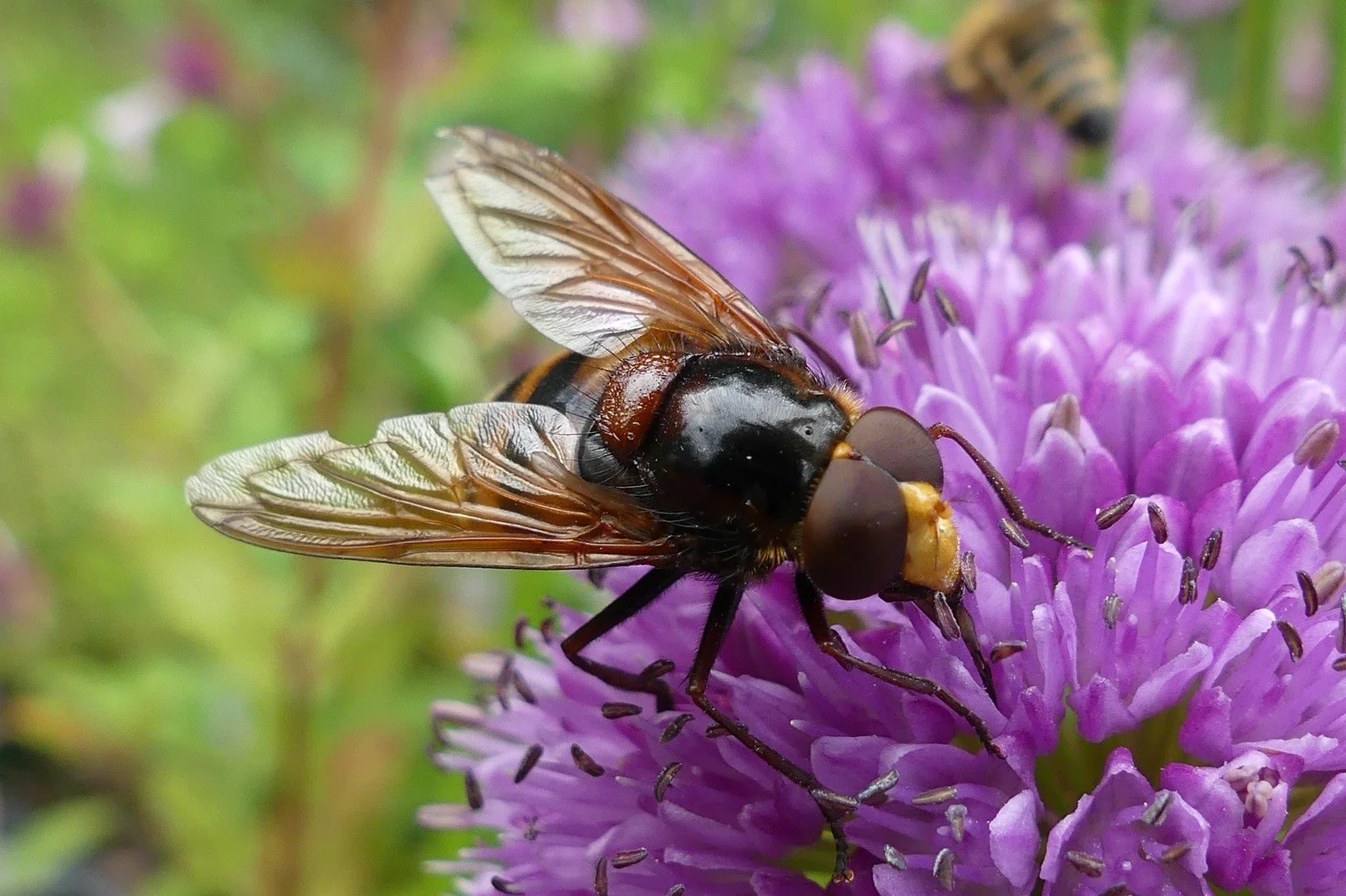 Vortrag: Nonplusultra-Pflanzen für den Insektengarten - Die 60 besten Pflanzen für den Insektengarten