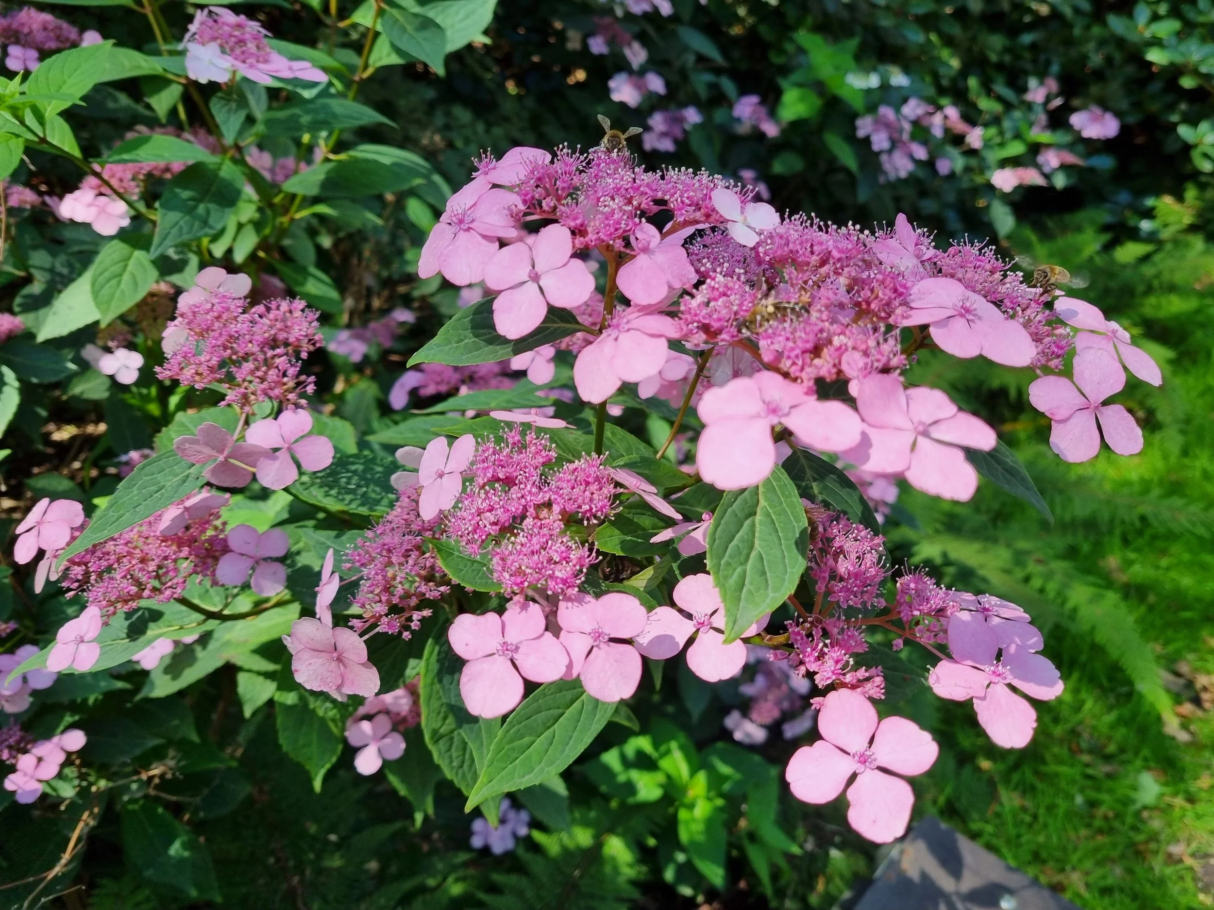 Führung: Hortensien und andere Sommerblüher