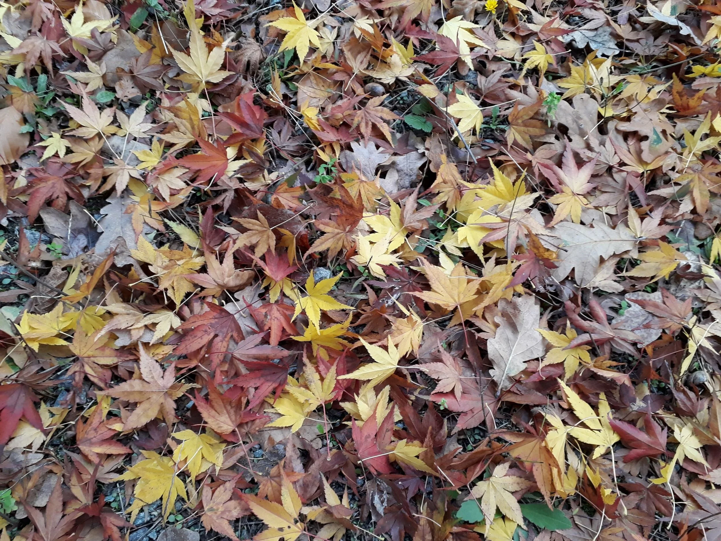 Führung: Herbstfärbung der Gräser &amp; Gehölze