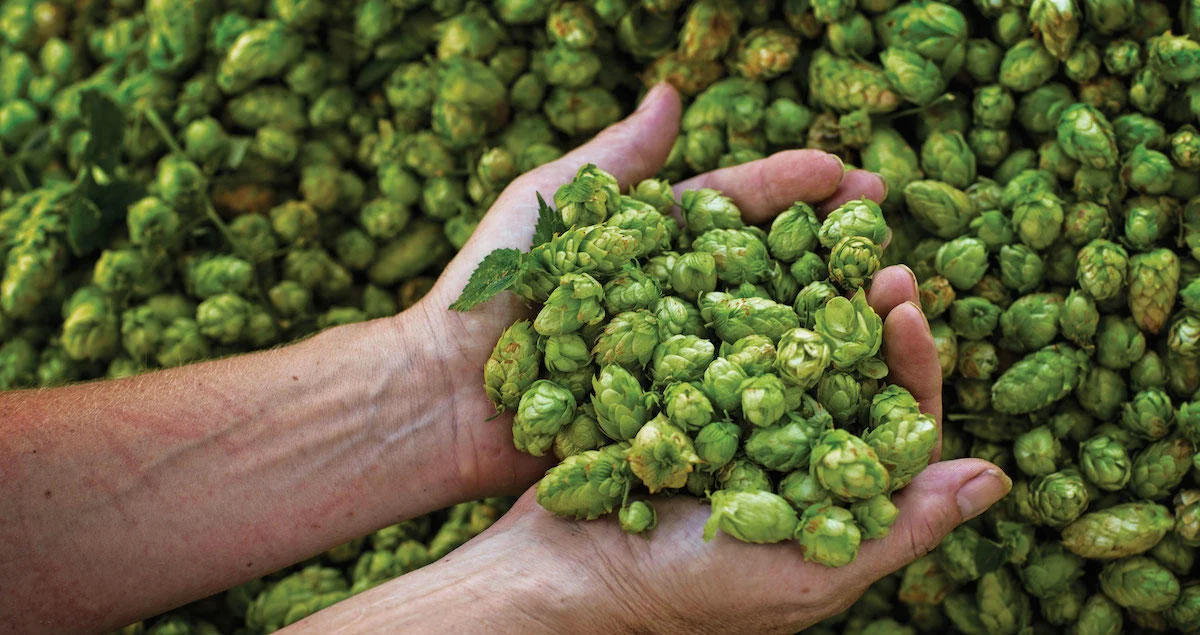 hops in hands.jpg