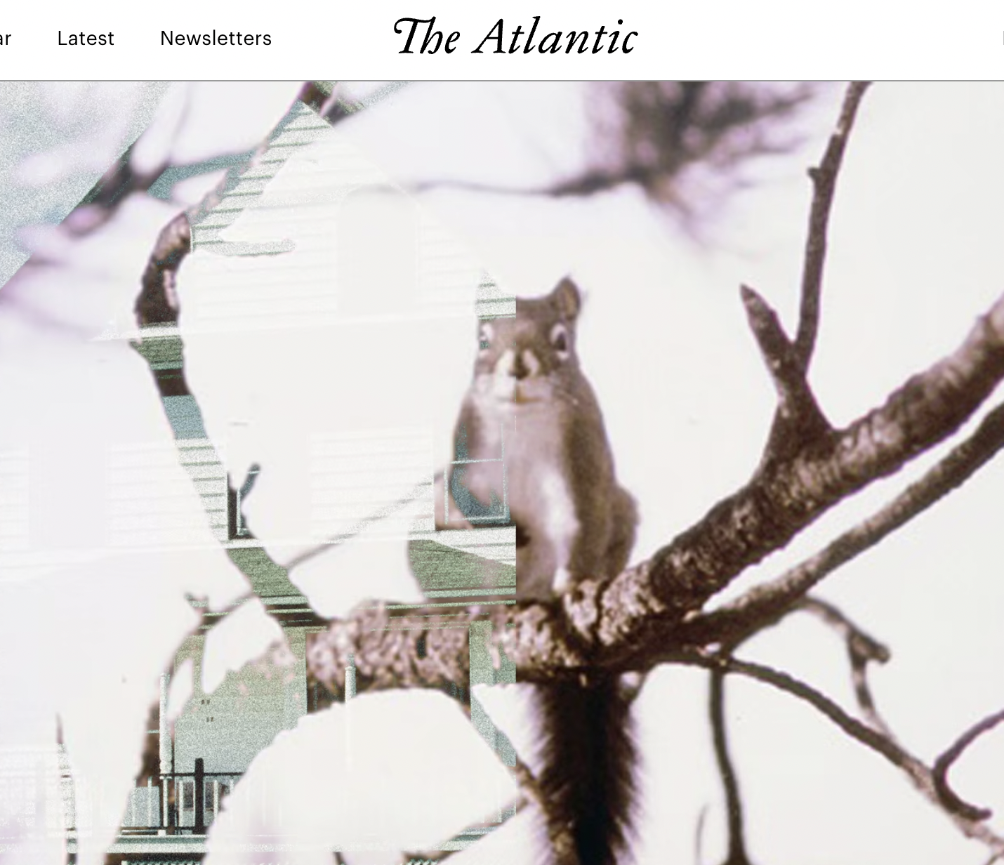 The Atlantic, What Squirrels Taught Me About Life After Divorce