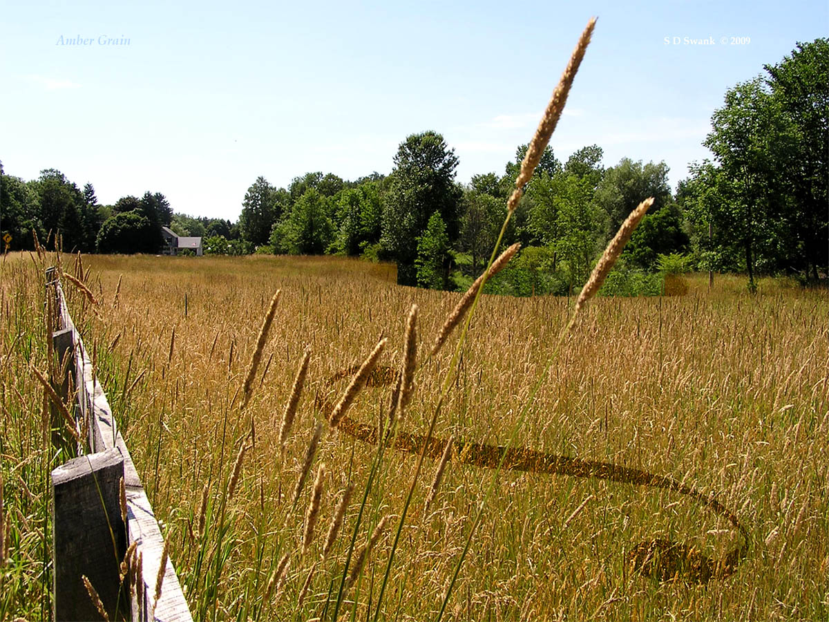 Amber Grain 