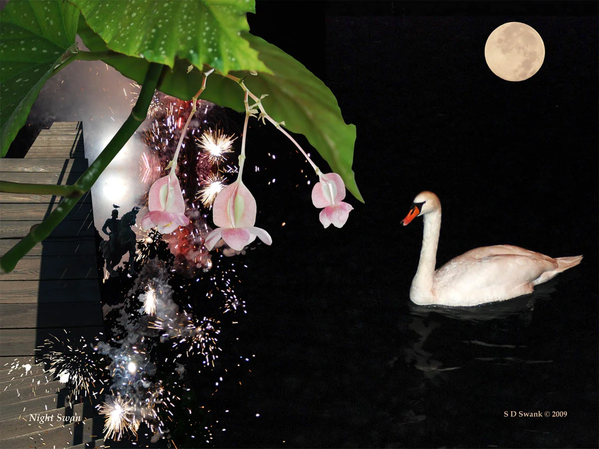 Night Swan 