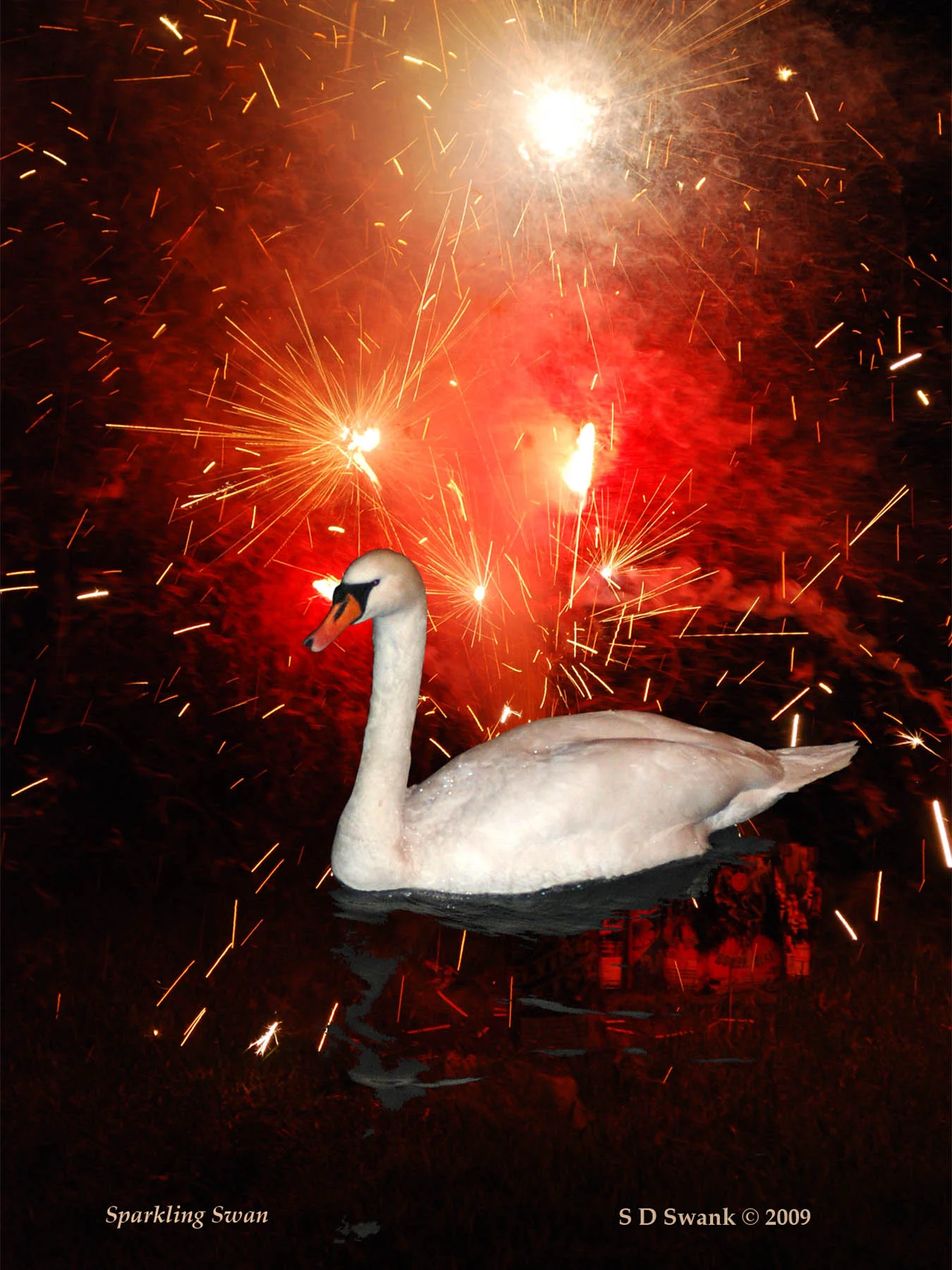 Sparkling Swan 