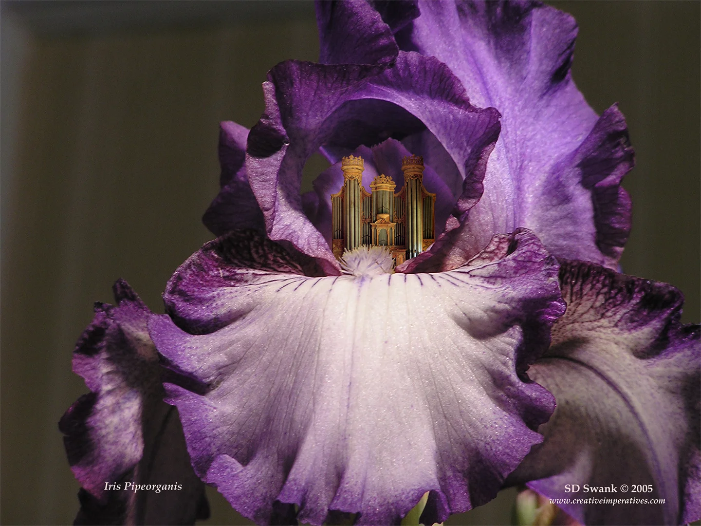 Iris Piporganis 