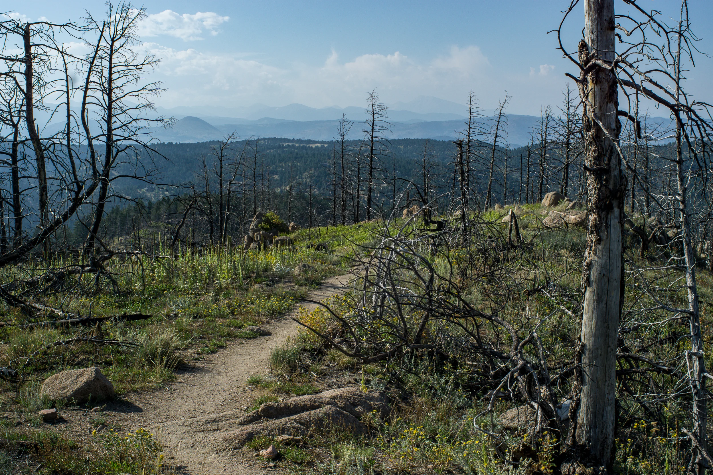 BLOG 2017-08-30 Bear Peak Loop-09375.jpg