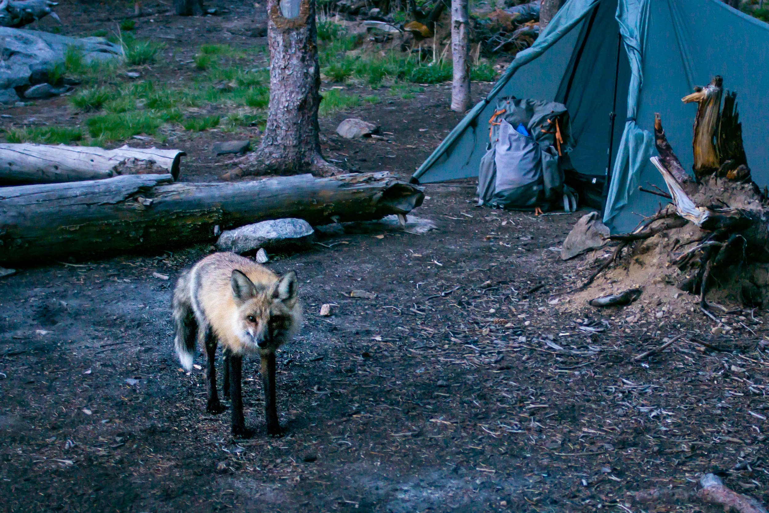 Fox friend at Lost Lake night 2