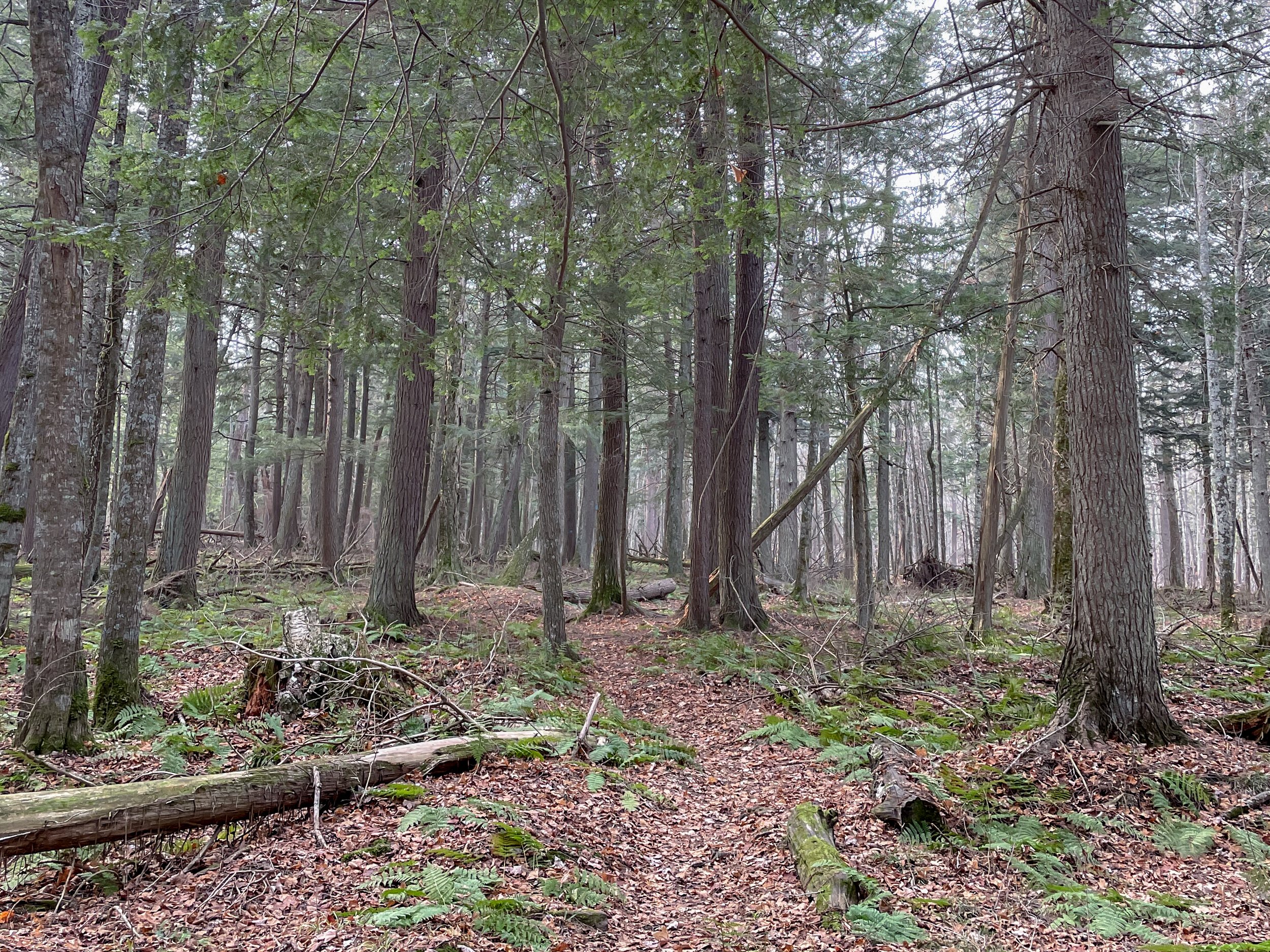 Sept 8th, 12pm CST— Upcoming interview on Madison WORT radio:  ProtectThePorkies team discusses the resistance against a Canadian  company's plan to mine beneath Porcupine Mountains State Park, the largest  mixed old growth