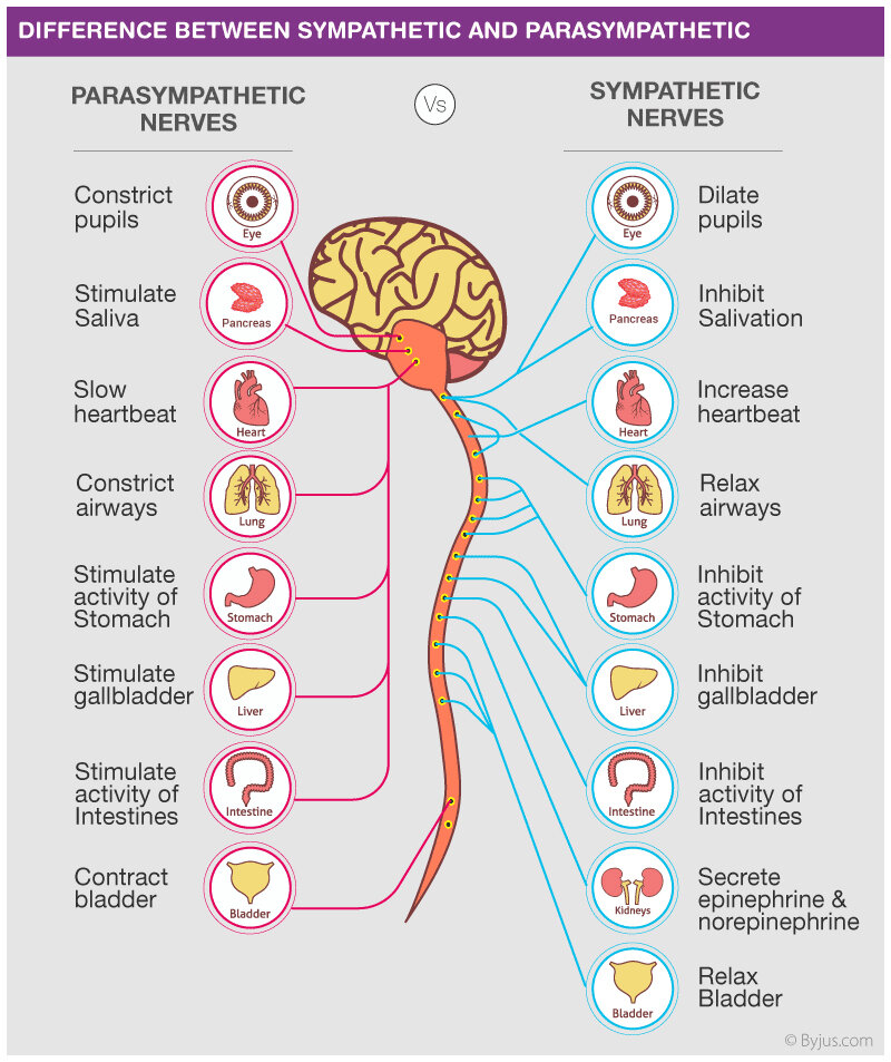 Sympathetic vs. Parasympathetic State: Chronic Stress / Adrenaline Rush  Affects Health Tampa, FL — Collaborative Therapeutic Services