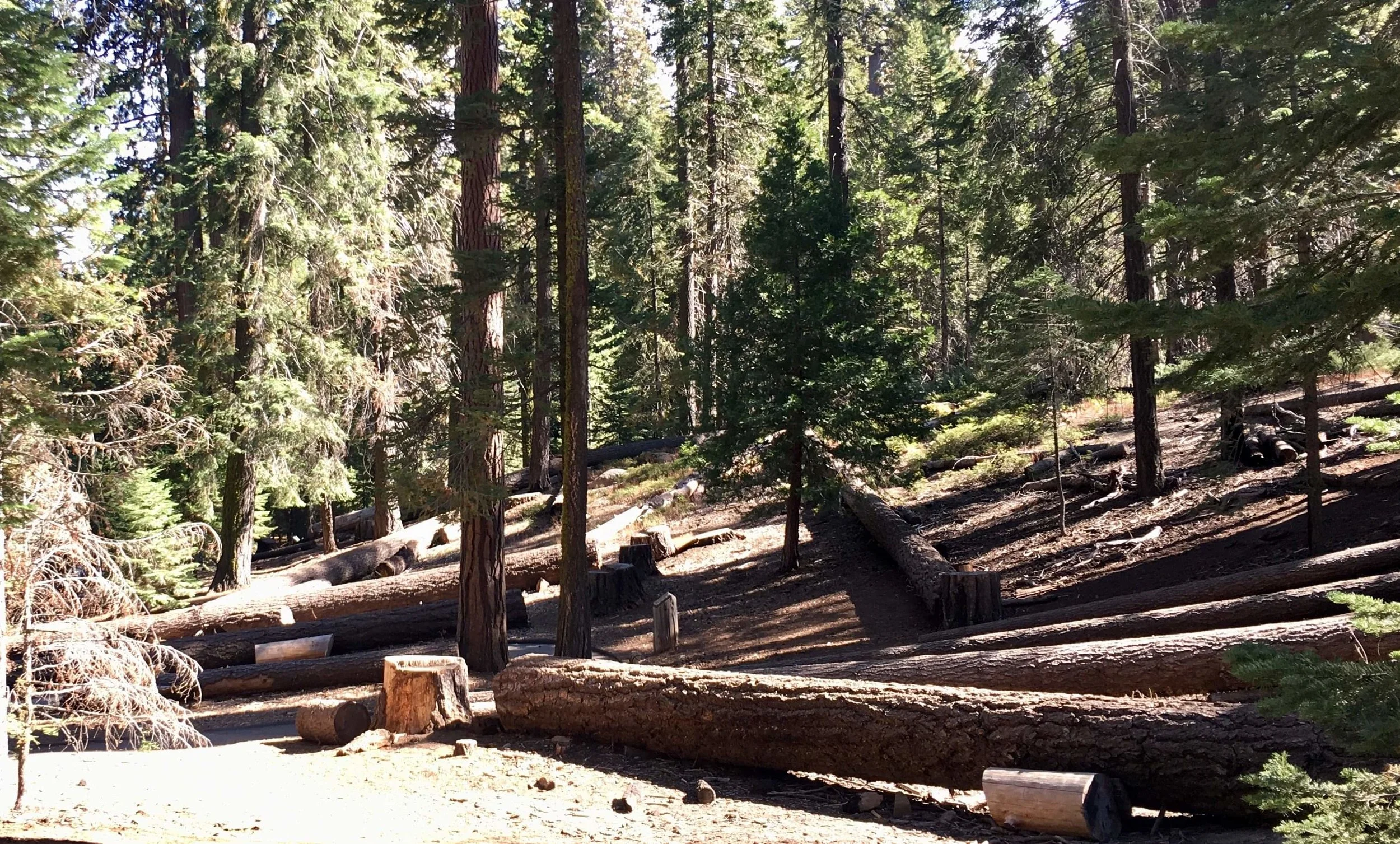 The cycle of life requires periodic forest fires for new Sequoia seeds to germinate