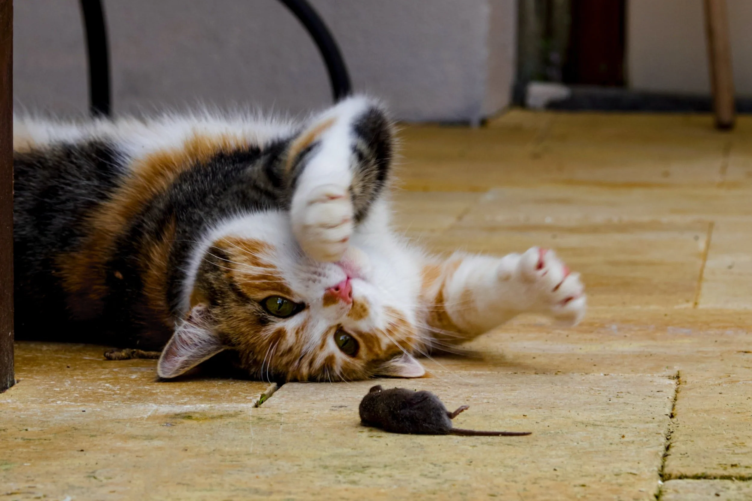 Pests, Pests, Pests!!
