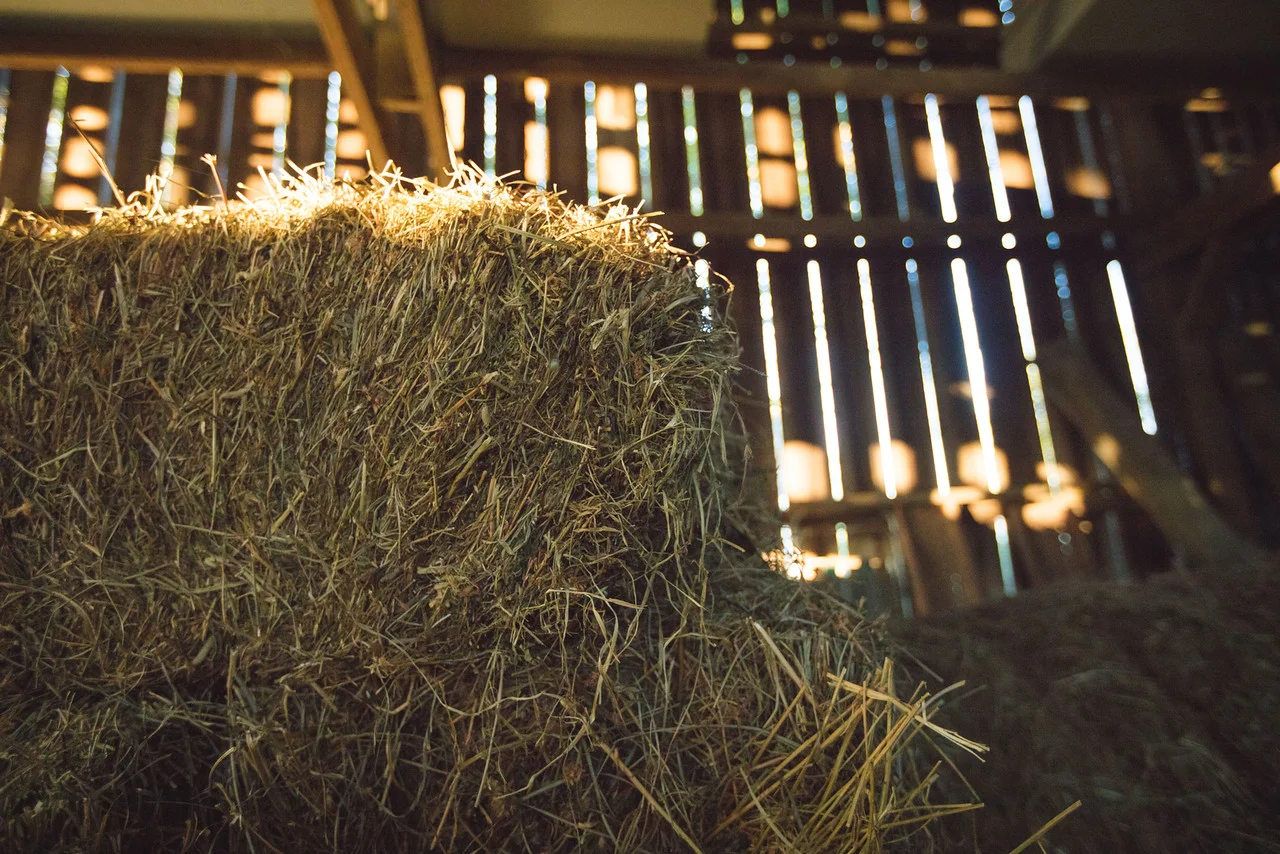 Hay.jpg