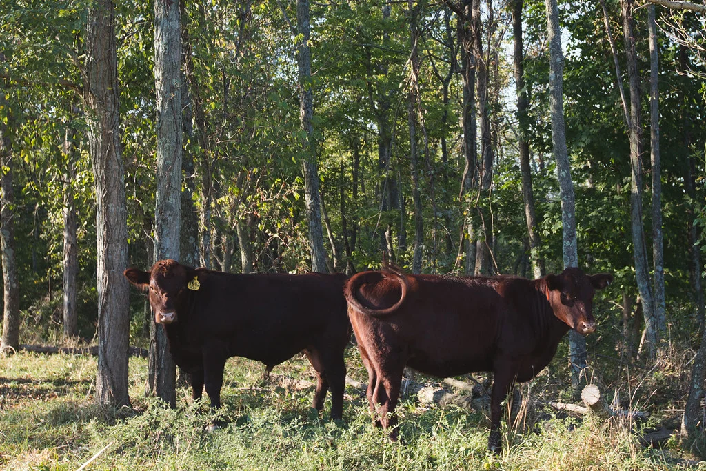 Red Polls.jpg
