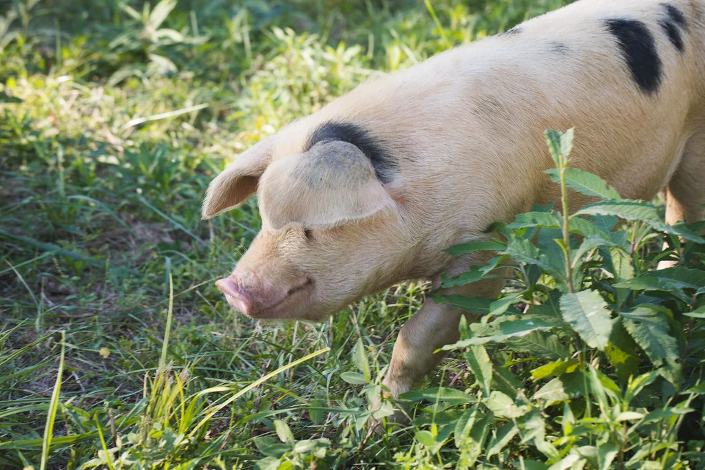 Pig Close.jpg
