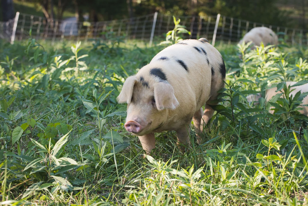 Piggy.jpg