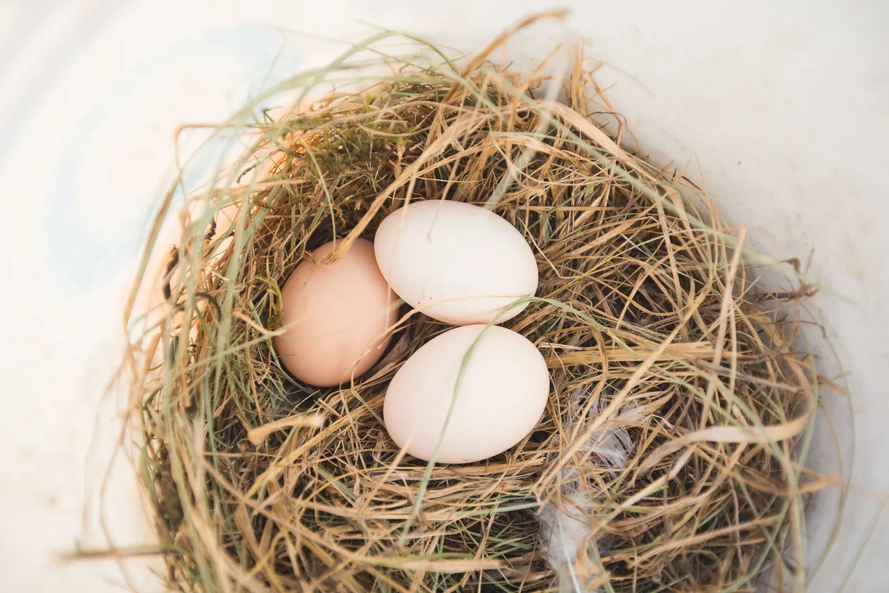 Eggs.jpg