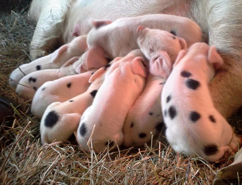 Piglet Pile.jpg
