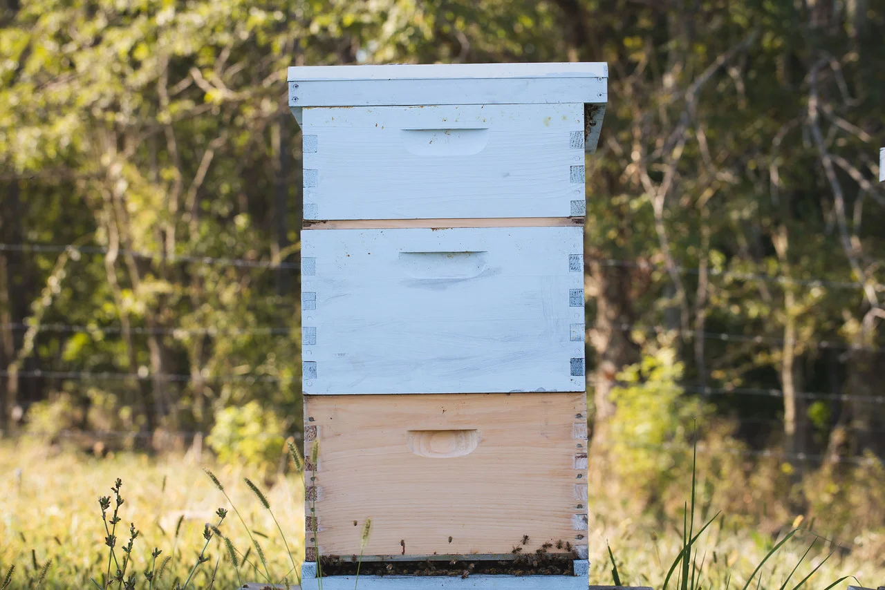 Bee HIve.jpg