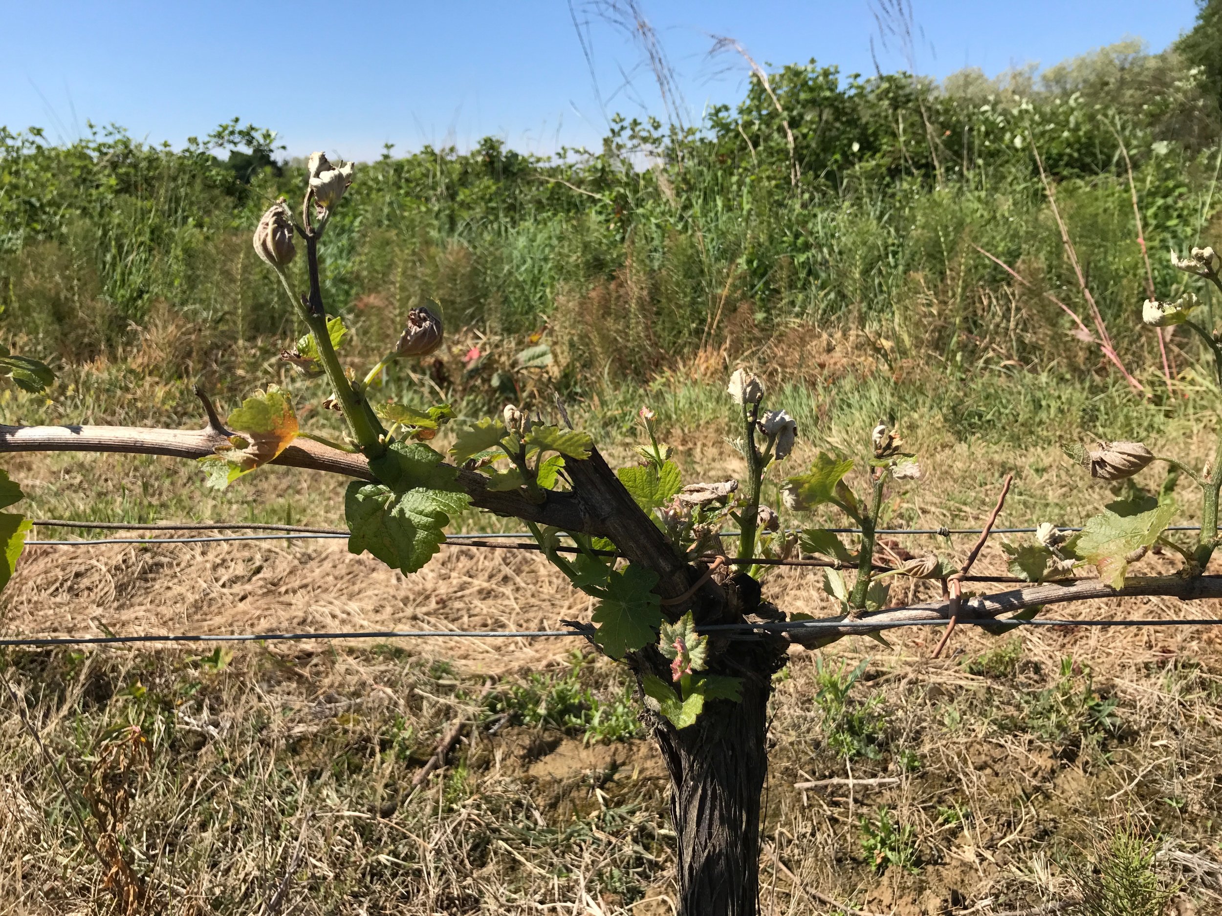 Pienet vauriot Sauvignon Gris -köynnöksessä hallan jälkeen vuonna 2017 - Sauvignon Gris with minor damages after the frost in 2017