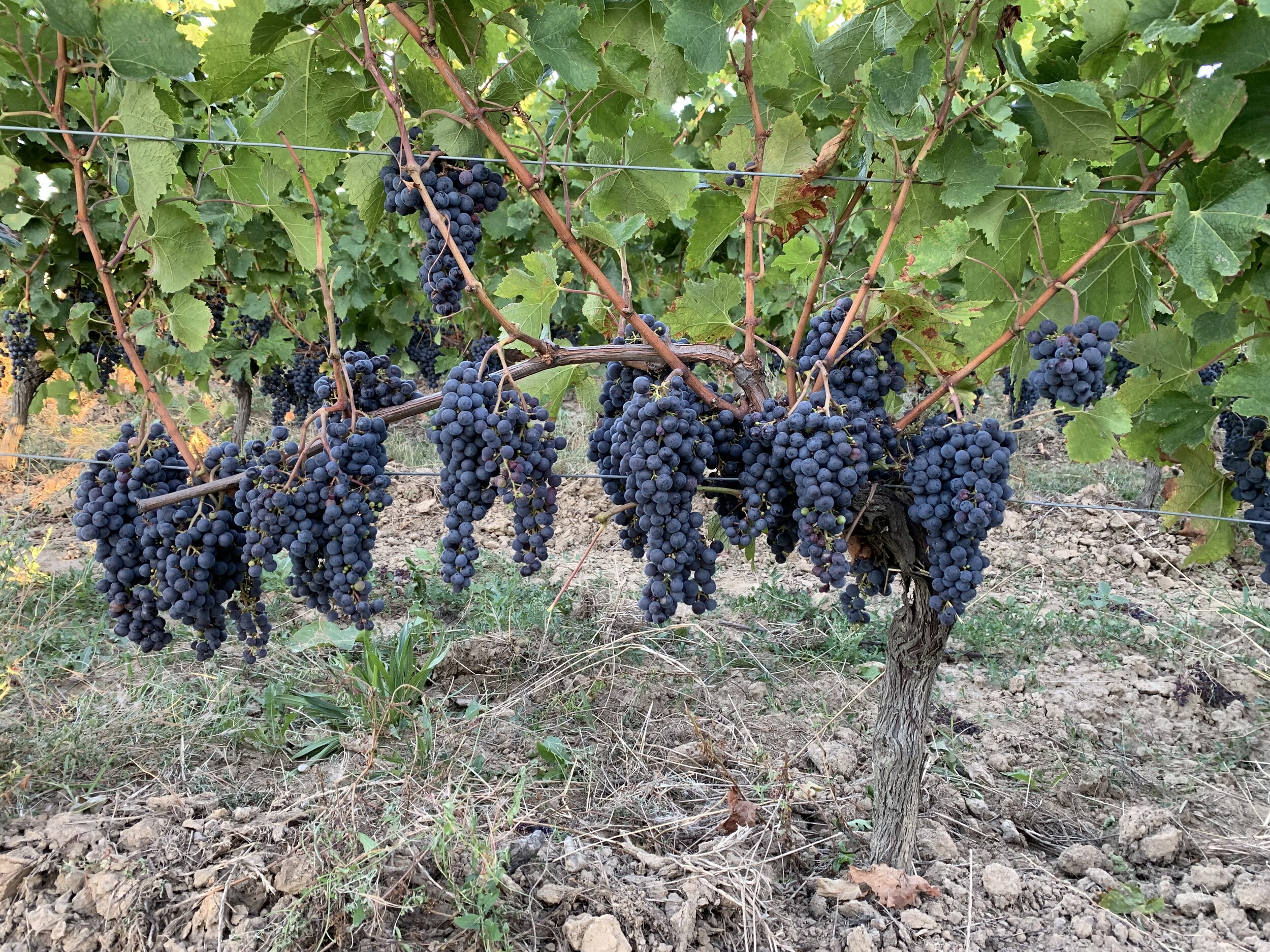 toinen merlot.jpeg