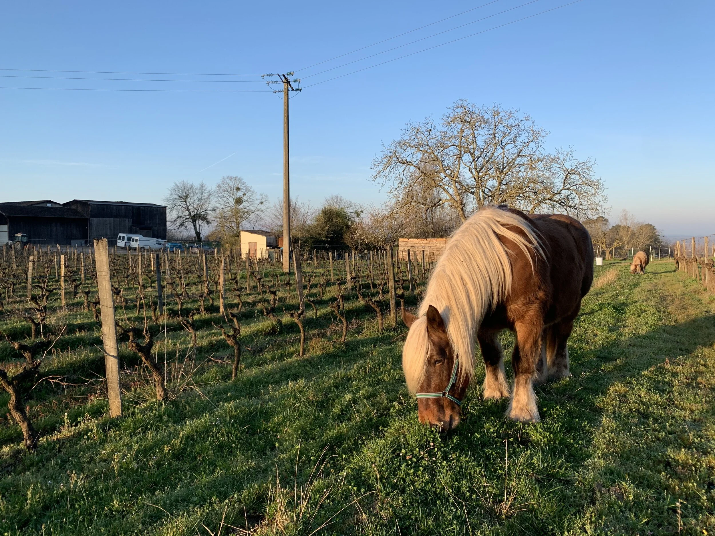 Philibert & Bruno are mowing the vineyards between October and March