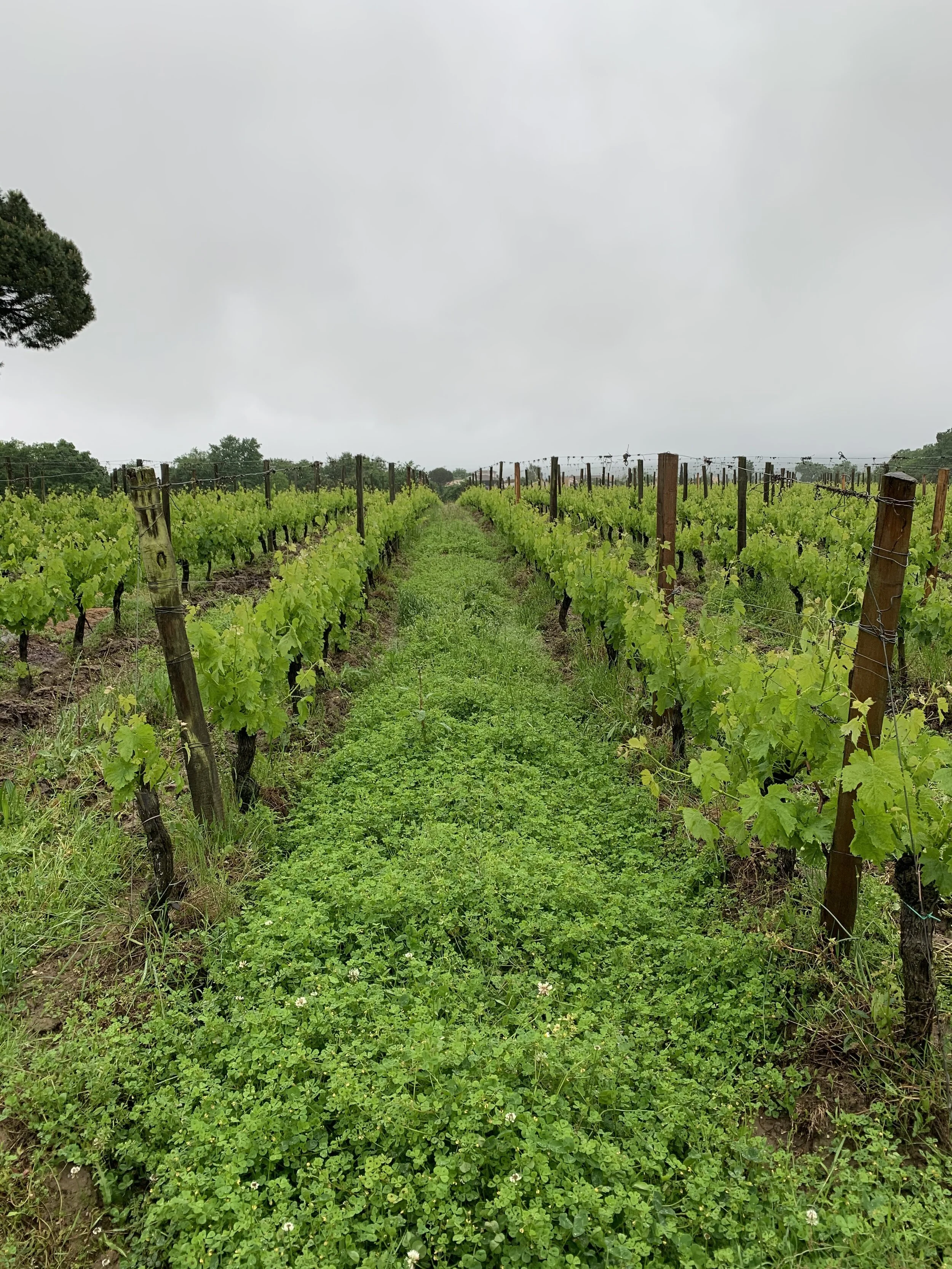 Natural cover crop dominated by clover in the RC2 Merlot vineyard
