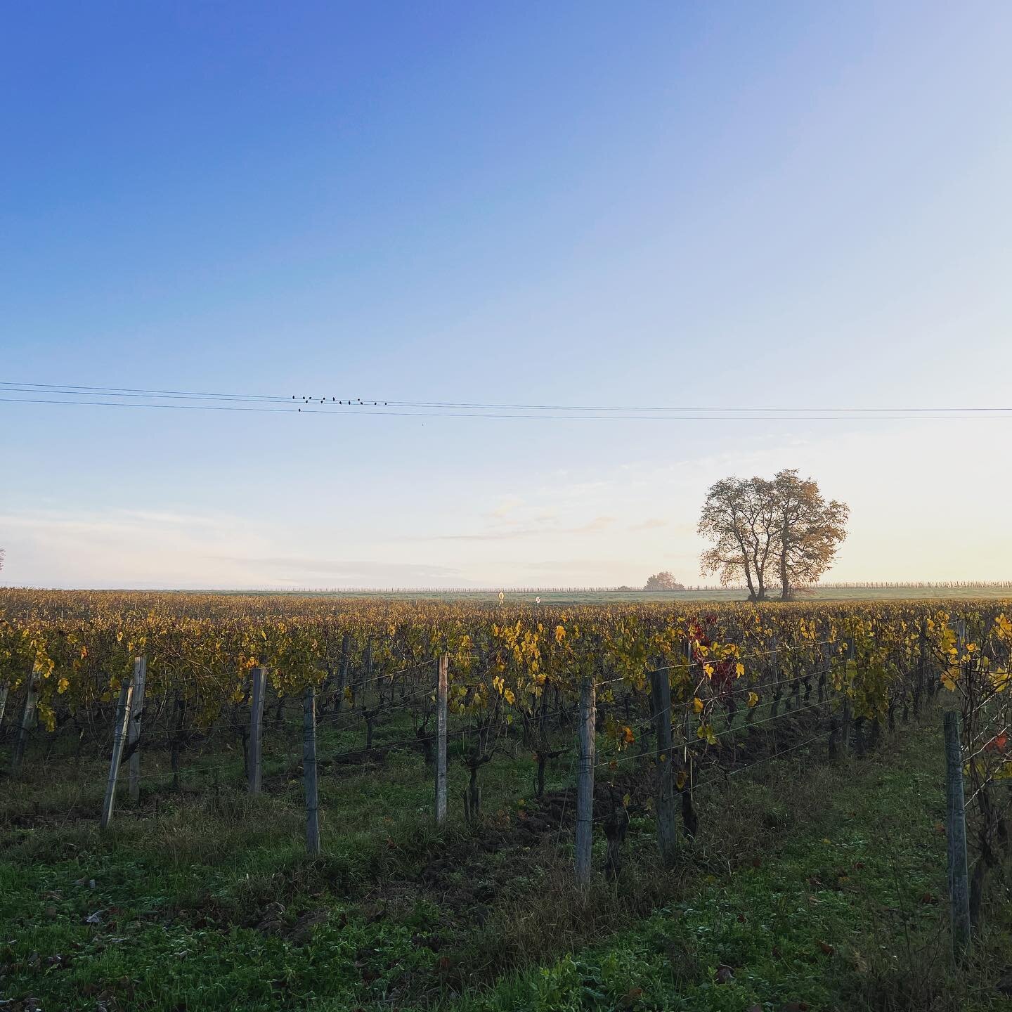 Chateau Carsin