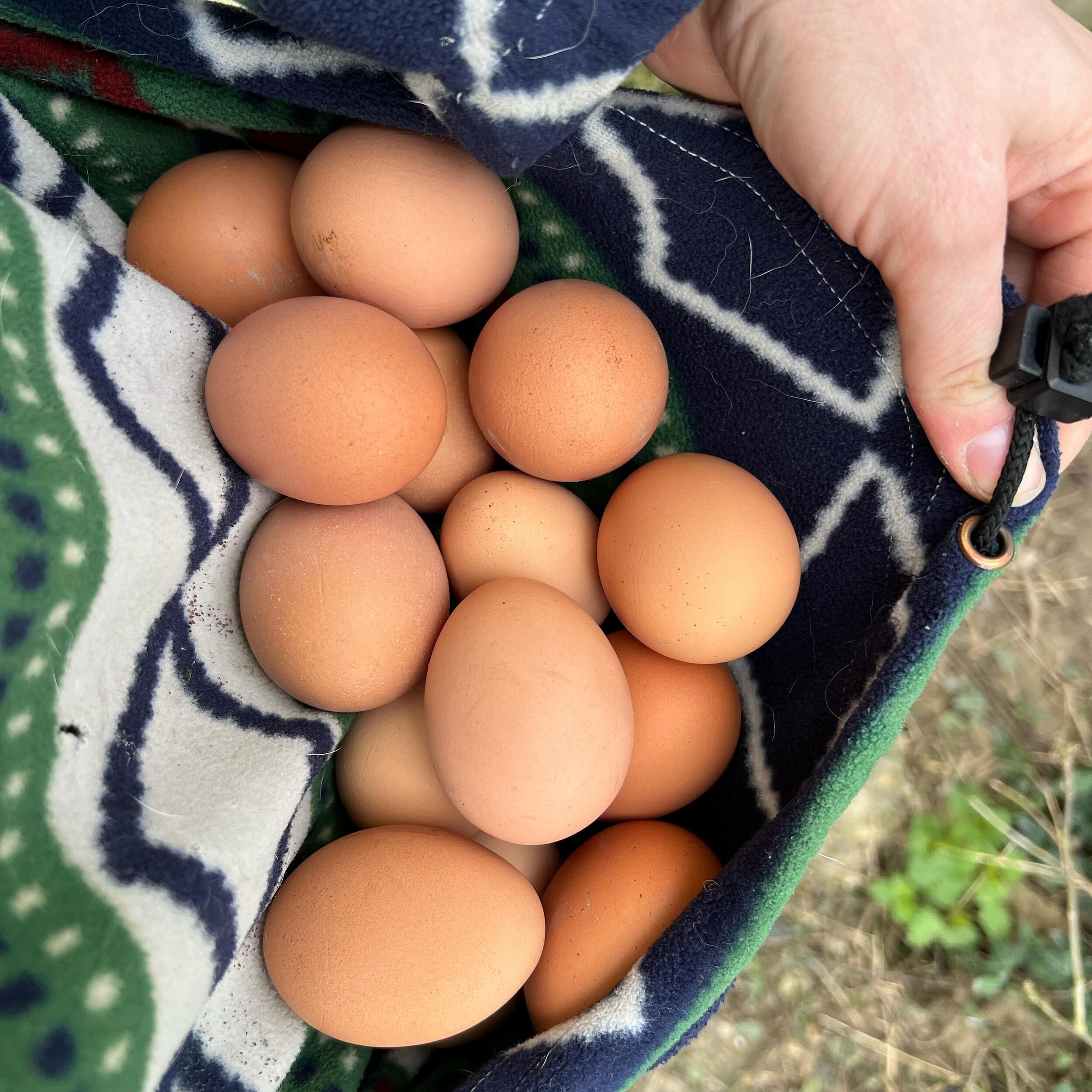 Some delicious findings from the chicken coop. 🐓🧡🥚 #farmlife #chateaucarsin #fromourfarmtoyourtable