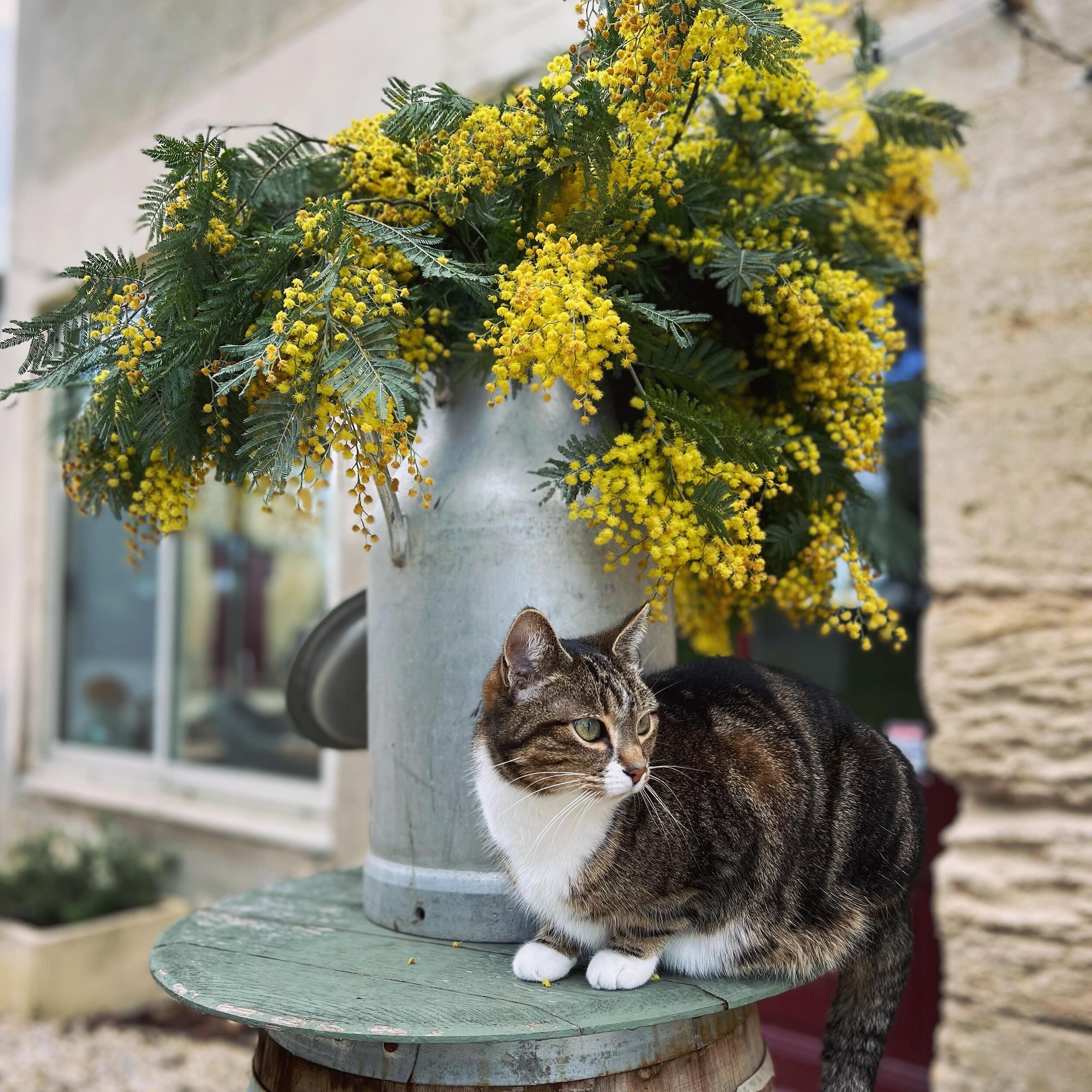 It&rsquo;s been raining for so many days already - we&rsquo;re trying to remind ourselves that spring is coming! ☀️💛🌼 #chateaucarsin #farmlife #mariethecellarcat #mimosa