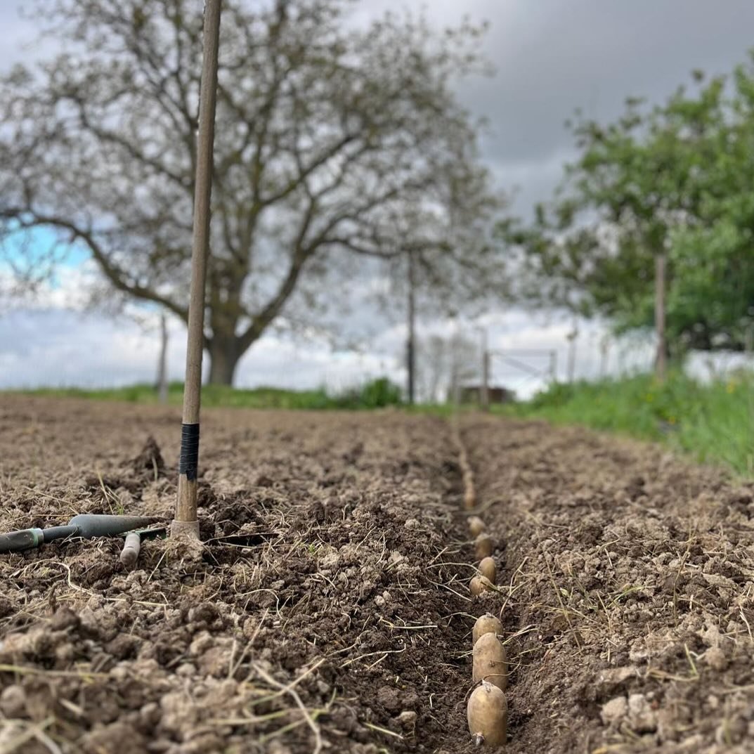 Something new in our garden&hellip; 🥔💚👩🏻&zwj;🌾 #chateaucarsin #farmlife #fromourfarmtoyourtable