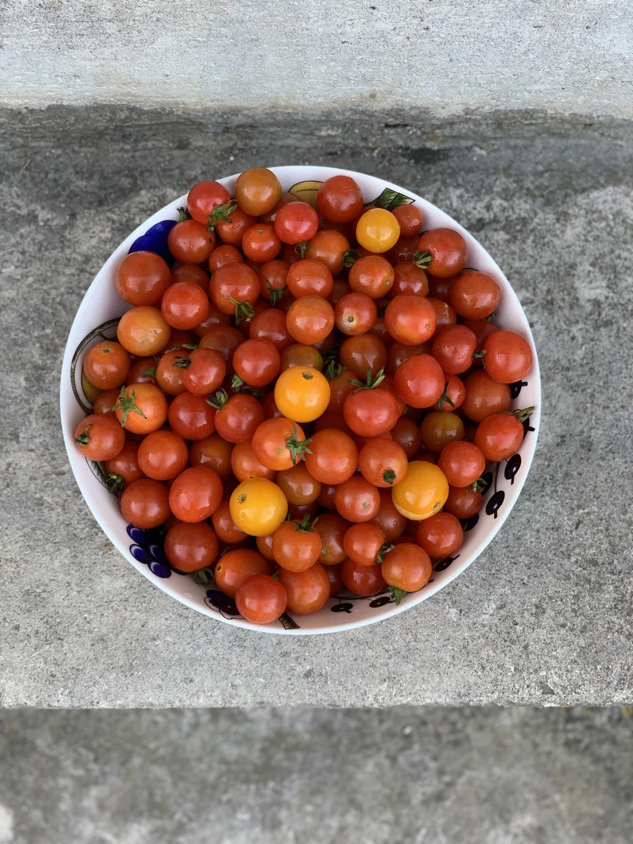 tomates cerises 2021.jpeg