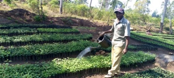 Thombias Kamaana waters seedlings in his tree nursery in the Kagera region of Tanzania.