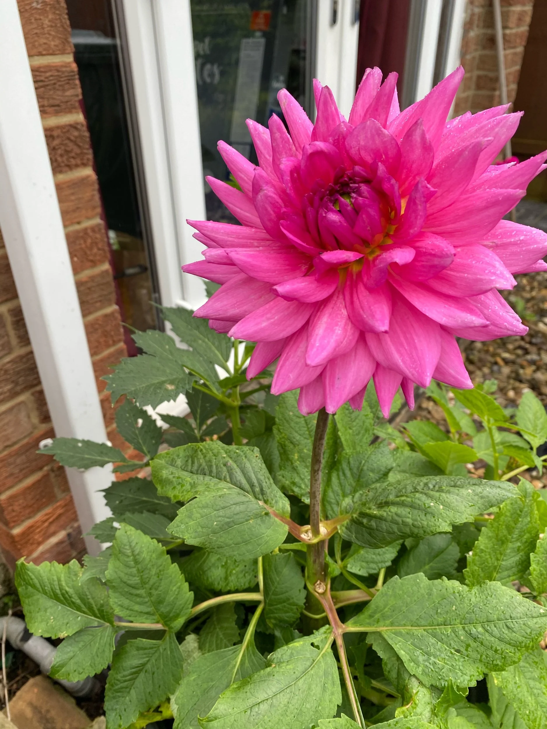 Resilience - Nature or Nurture?