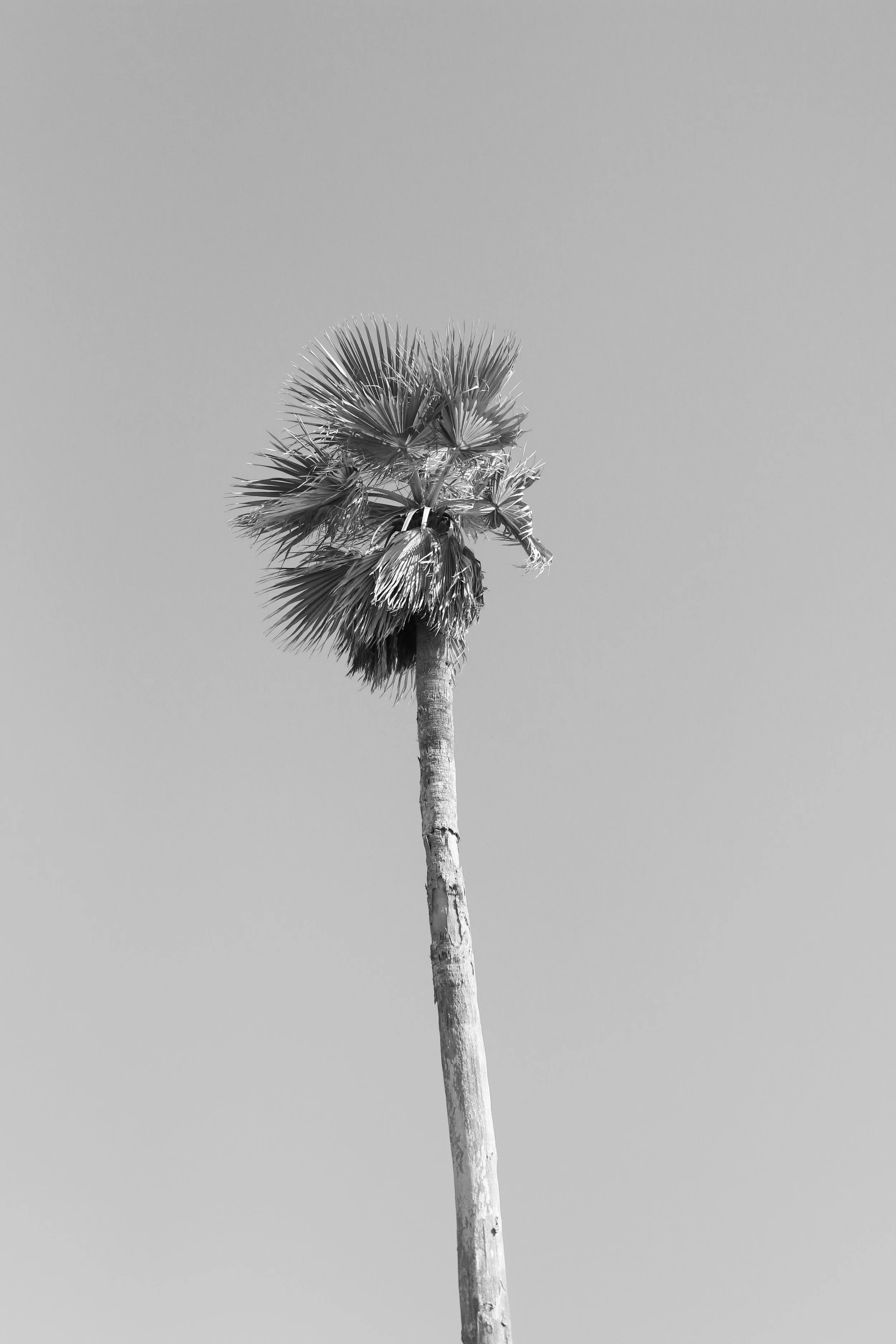 palm tree.jpg
