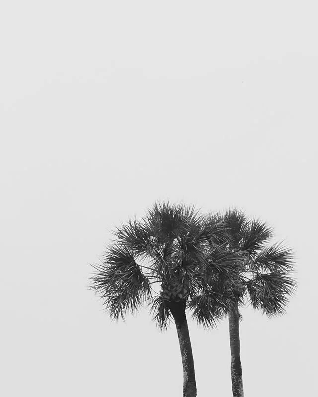 Daydreaming about palm trees, sand, and the ocean.